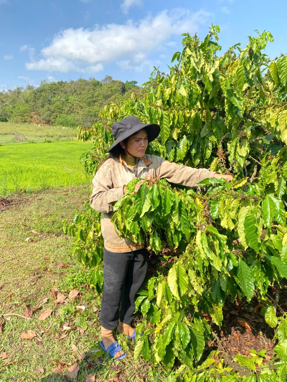 Hội nông dân xã - hiệu quả từ nguồn vốn vay Ngân hàng Chính sách xã hội 